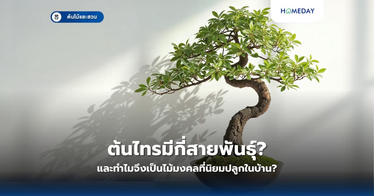 ต้นไทรมีกี่สายพันธุ์? และทำไมจึงเป็นไม้มงคลที่นิยมปลูกในบ้าน?