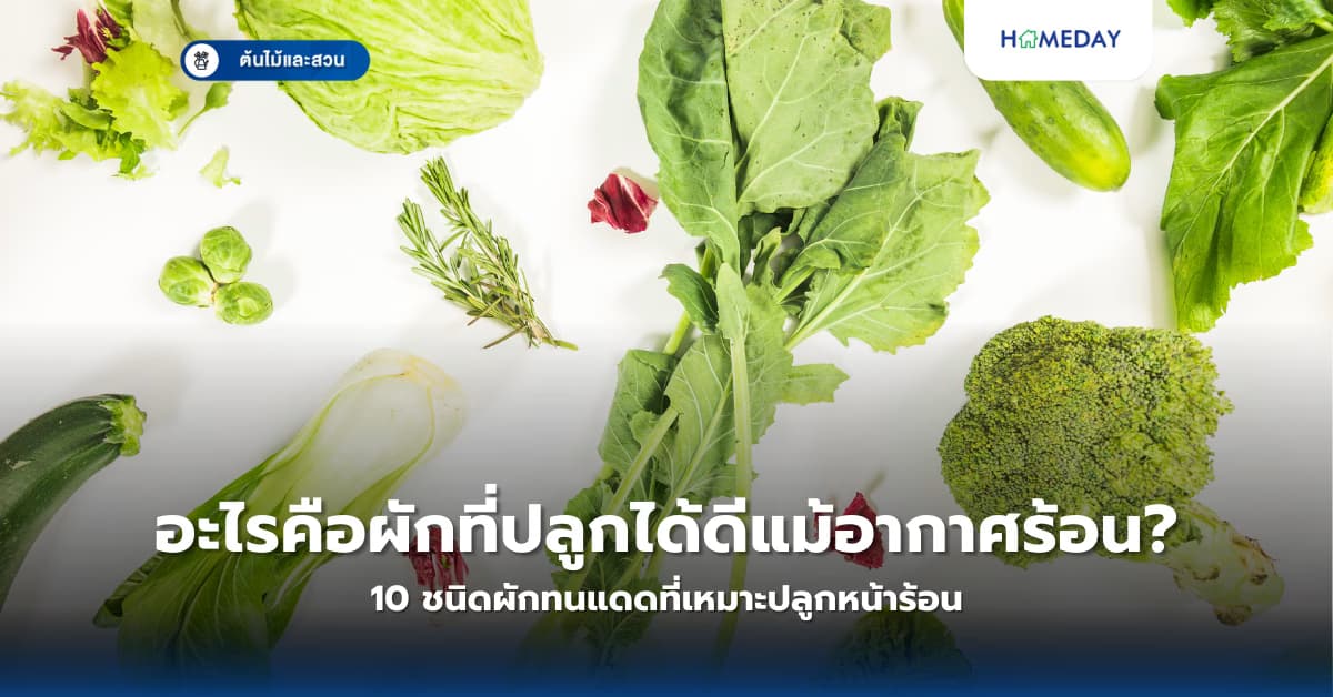 อะไรคือผักที่ปลูกได้ดีแม้อากาศร้อน? 10 ชนิดผักทนแดดที่เหมาะปลูกหน้าร้อน