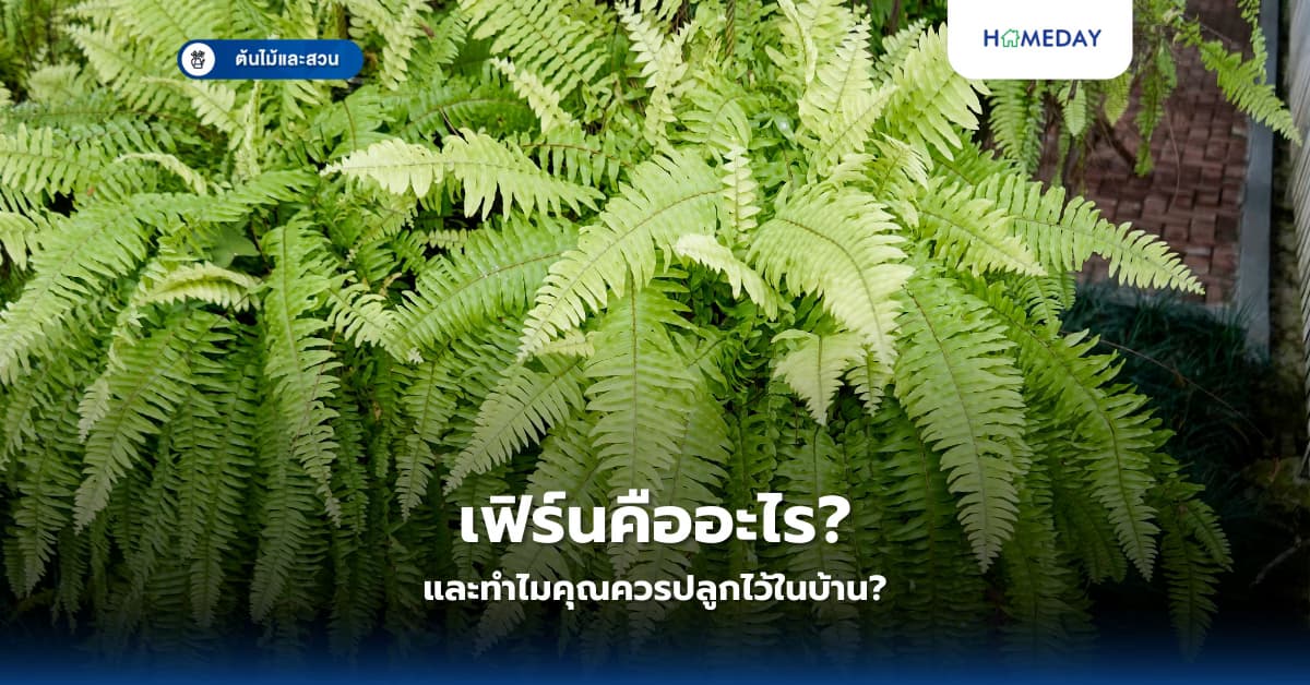 เฟิร์นคืออะไร และทำไมคุณควรปลูกไว้ในบ้าน?