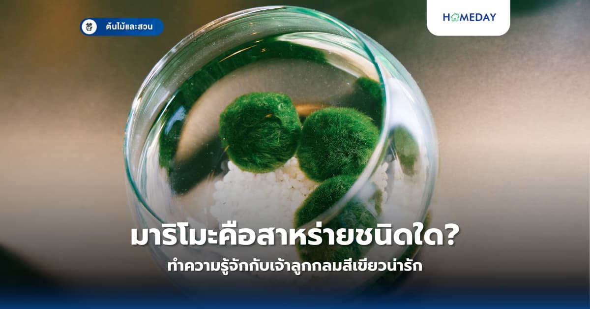 มาริโมะคือสาหร่ายชนิดใด? ทำความรู้จักกับเจ้าลูกกลมสีเขียวน่ารัก