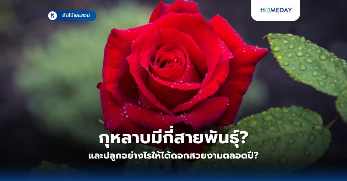 กุหลาบมีกี่สายพันธุ์และปลูกอย่างไรให้ได้ดอกสวยงามตลอดปี?