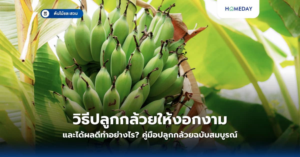 วิธีปลูกกล้วยให้งอกงามและได้ผลดีทำอย่างไร? คู่มือปลูกกล้วยฉบับสมบูรณ์