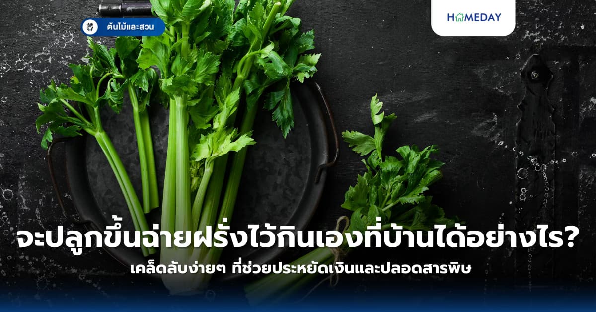 จะปลูกขึ้นฉ่ายฝรั่งไว้กินเองที่บ้านได้อย่างไร? เคล็ดลับง่ายๆ ที่ช่วยประหยัดเงินและปลอดสารพิษ