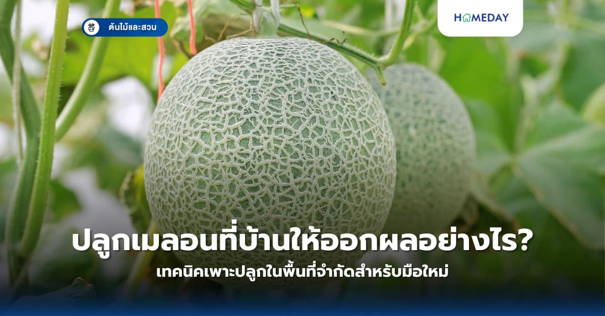 ปลูกเมลอนที่บ้านให้ออกผลอย่างไร? เทคนิคเพาะปลูกในพื้นที่จำกัดสำหรับมือใหม่