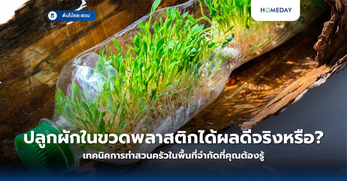 ปลูกผักในขวดพลาสติกได้ผลดีจริงหรือ? เทคนิคการทำสวนครัวในพื้นที่จำกัดที่คุณต้องรู้