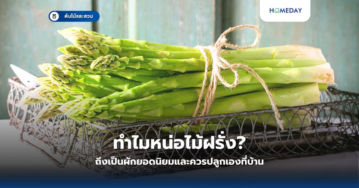 ทำไมหน่อไม้ฝรั่งถึงเป็นผักยอดนิยมและควรปลูกเองที่บ้าน?