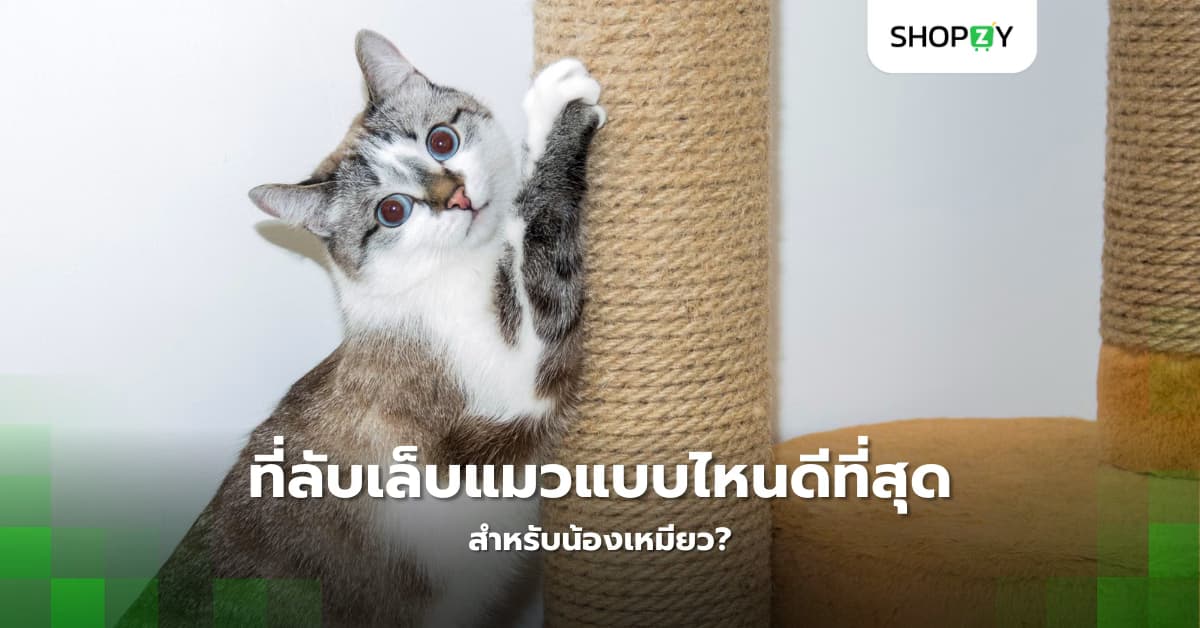 ที่ลับเล็บแมวแบบไหนดีที่สุดสำหรับน้องเหมียว?