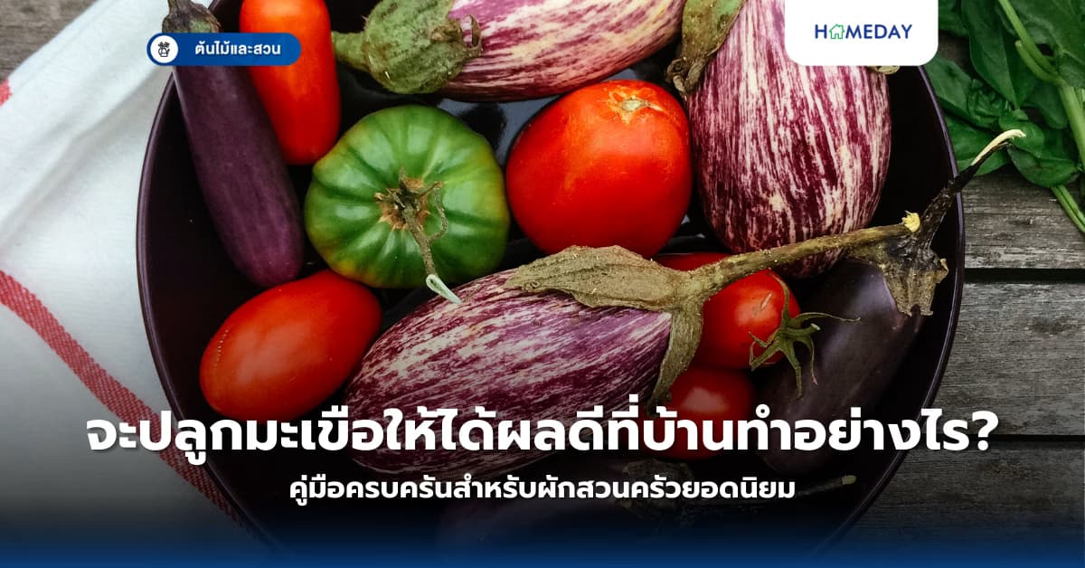 จะปลูกมะเขือให้ได้ผลดีที่บ้านทำอย่างไร? คู่มือครบครันสำหรับผักสวนครัวยอดนิยม
