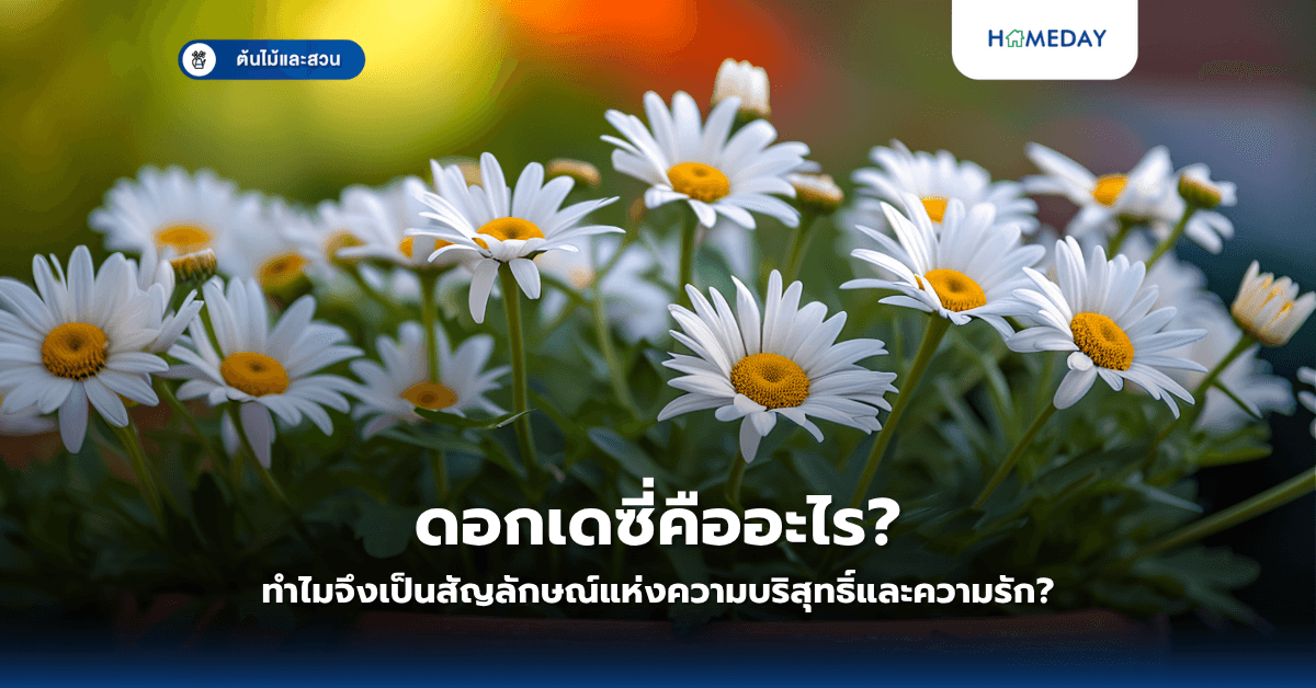ดอกเดซี่คืออะไร? ทำไมจึงเป็นสัญลักษณ์แห่งความบริสุทธิ์และความรัก?