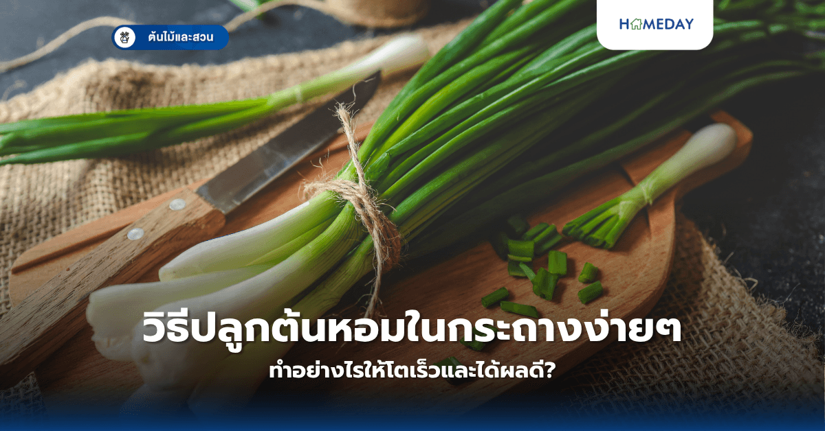 วิธีปลูกต้นหอมในกระถางง่ายๆ ทำอย่างไรให้โตเร็วและได้ผลดี?