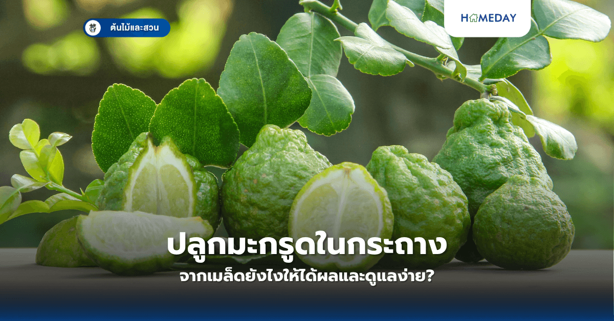 ปลูกมะกรูดในกระถางจากเมล็ดยังไงให้ได้ผลและดูแลง่าย?