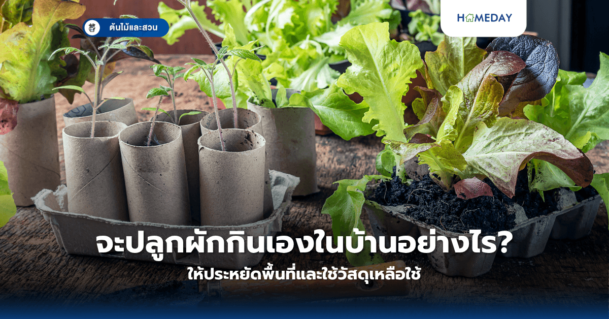 จะปลูกผักกินเองในบ้านอย่างไรให้ประหยัดพื้นที่และใช้วัสดุเหลือใช้?