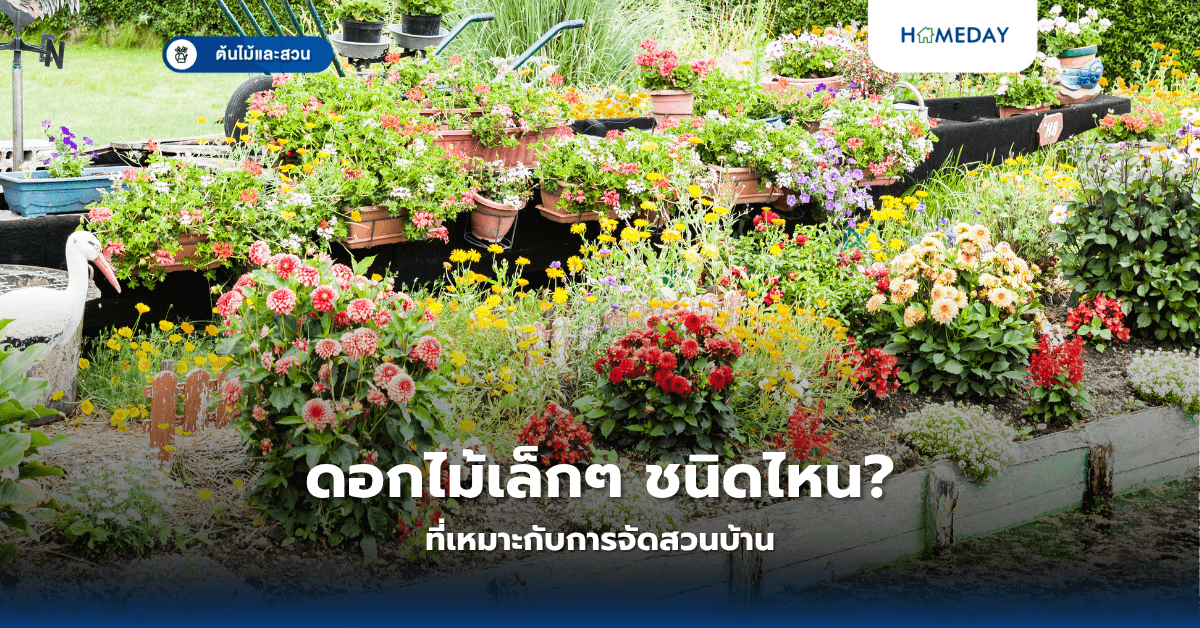 ดอกไม้เล็กๆ ชนิดไหนที่เหมาะกับการจัดสวนบ้าน?