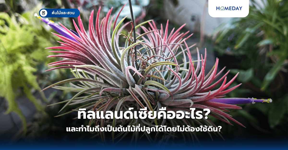 ทิลแลนด์เซียคืออะไร และทำไมถึงเป็นต้นไม้ที่ปลูกได้โดยไม่ต้องใช้ดิน?