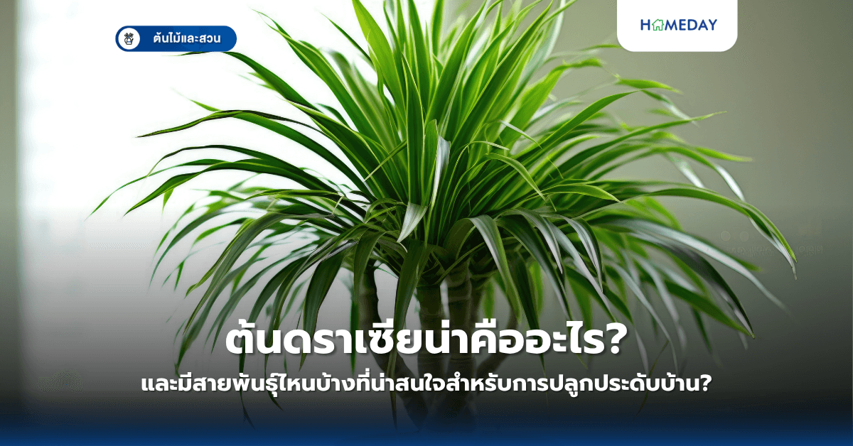 ต้นดราเซียน่าคืออะไร และมีสายพันธุ์ไหนบ้างที่น่าสนใจสำหรับการปลูกประดับบ้าน?