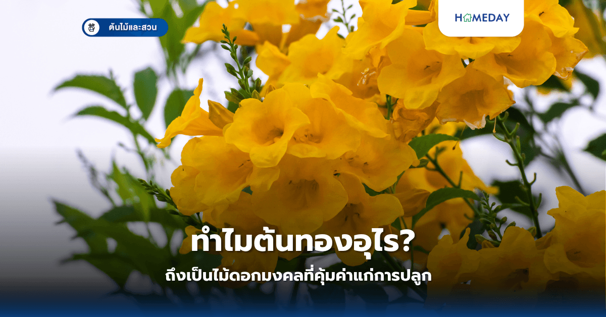 ทำไมต้นทองอุไรถึงเป็นไม้ดอกมงคลที่คุ้มค่าแก่การปลูก?