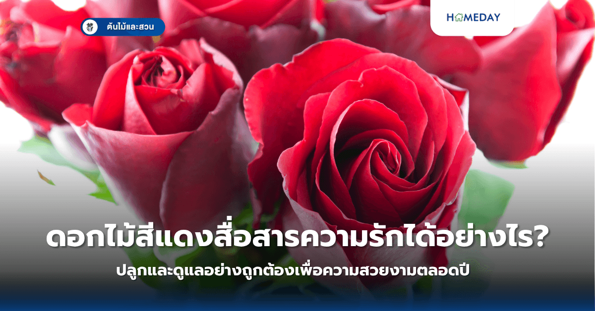 ดอกไม้สีแดงสื่อสารความรักได้อย่างไร? ปลูกและดูแลอย่างถูกต้องเพื่อความสวยงามตลอดปี