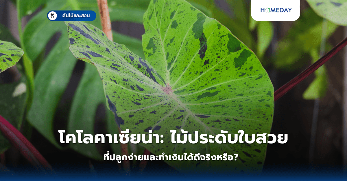 โคโลคาเซียน่า: ไม้ประดับใบสวยที่ปลูกง่ายและทำเงินได้ดีจริงหรือ?