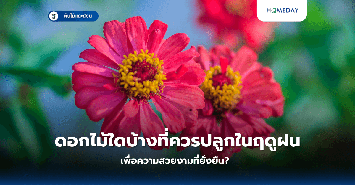 ดอกไม้ใดบ้างที่ควรปลูกในฤดูฝนเพื่อความสวยงามที่ยั่งยืน?