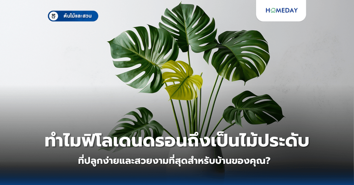 ทำไมฟิโลเดนดรอนถึงเป็นไม้ประดับที่ปลูกง่ายและสวยงามที่สุดสำหรับบ้านของคุณ?