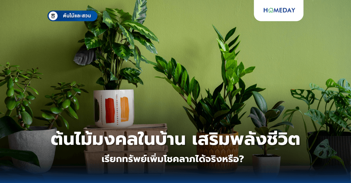 ต้นไม้มงคลในบ้าน เสริมพลังชีวิต เรียกทรัพย์เพิ่มโชคลาภได้จริงหรือ?