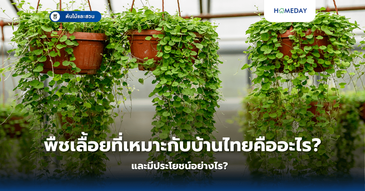พืชเลื้อยที่เหมาะกับบ้านไทยคืออะไร? และมีประโยชน์อย่างไร?