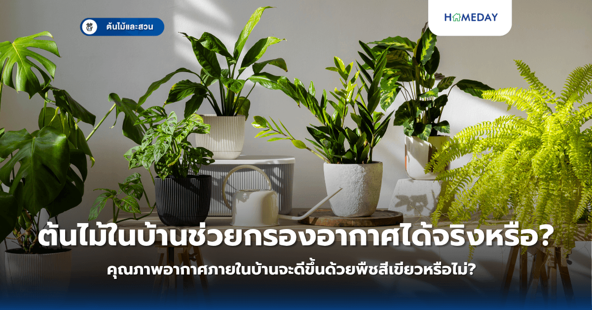 ต้นไม้ในบ้านช่วยกรองอากาศได้จริงหรือ? คุณภาพอากาศภายในบ้านจะดีขึ้นด้วยพืชสีเขียวหรือไม่?