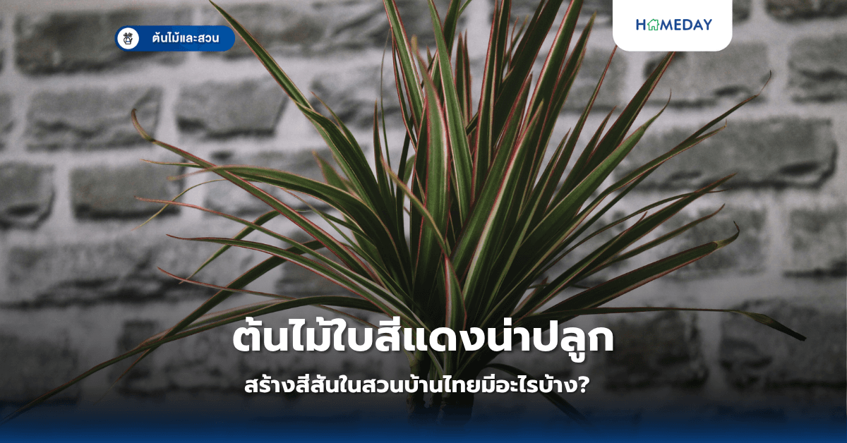 ต้นไม้ใบสีแดงน่าปลูกสร้างสีสันในสวนบ้านไทยมีอะไรบ้าง?