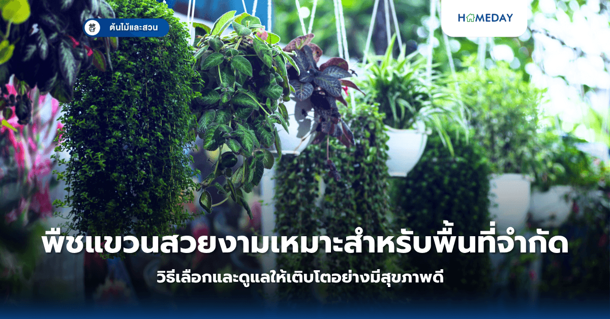 พืชแขวนสวยงามเหมาะสำหรับพื้นที่จำกัด: วิธีเลือกและดูแลให้เติบโตอย่างมีสุขภาพดี
