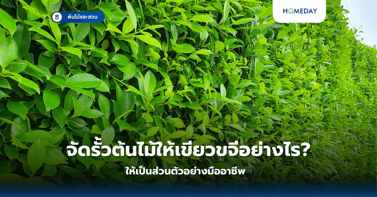 จัดรั้วต้นไม้ให้เขียวขจีอย่างไรให้เป็นส่วนตัวอย่างมืออาชีพ?
