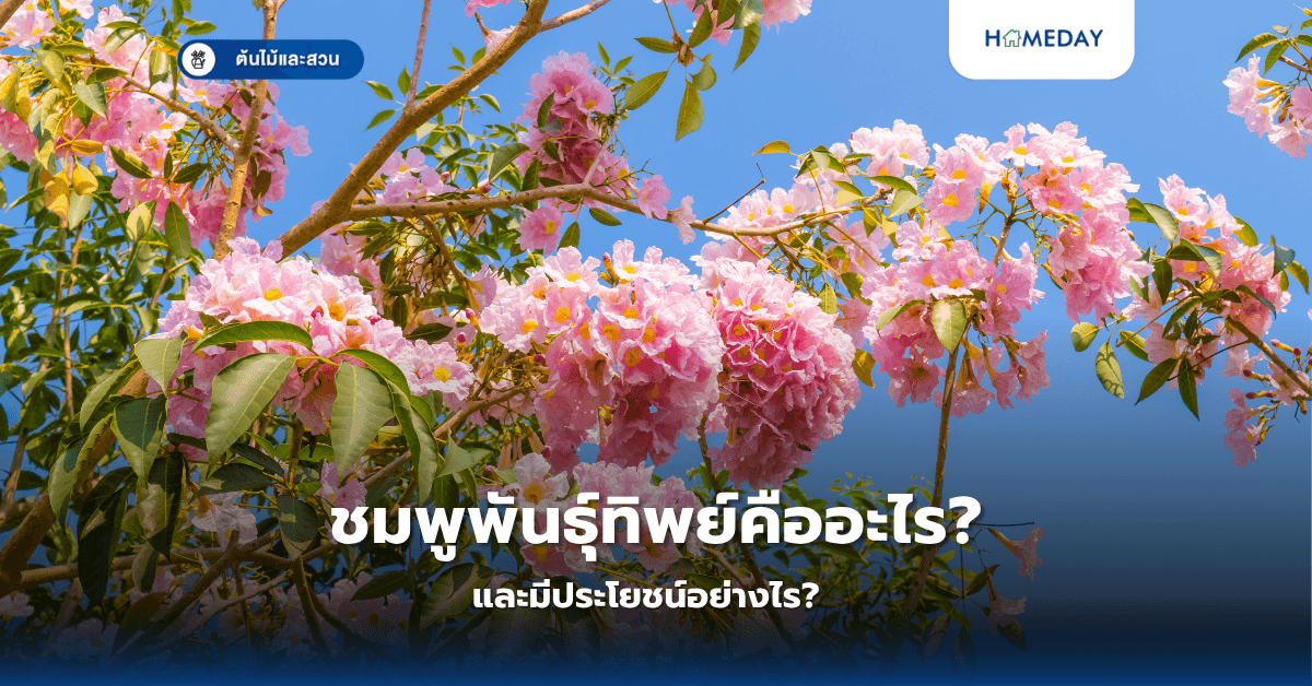 ชมพูพันธุ์ทิพย์คืออะไร? และมีประโยชน์อย่างไร?