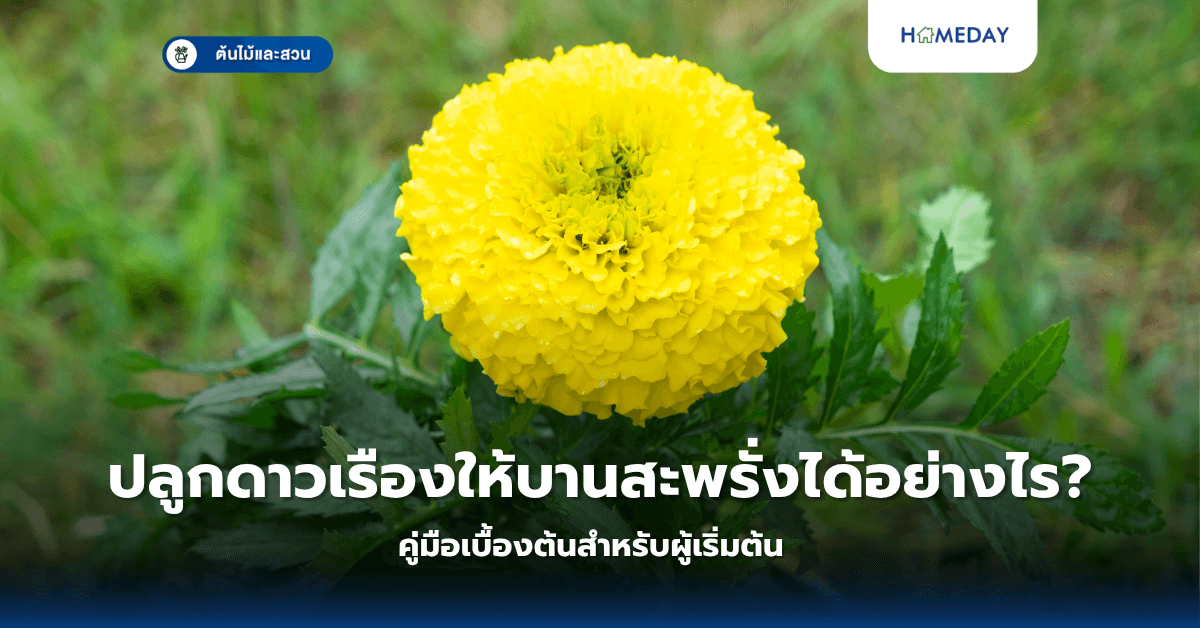 ปลูกดาวเรืองให้บานสะพรั่งได้อย่างไร? คู่มือเบื้องต้นสำหรับผู้เริ่มต้น