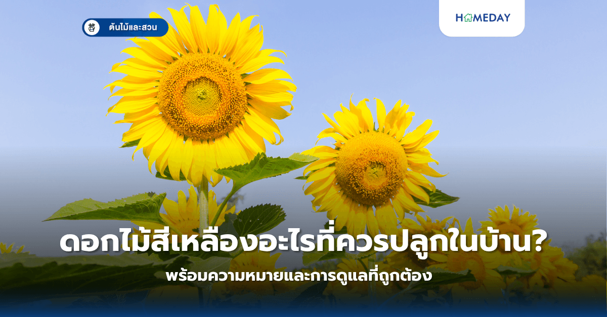 ดอกไม้สีเหลืองอะไรที่ควรปลูกในบ้าน? พร้อมความหมายและการดูแลที่ถูกต้อง