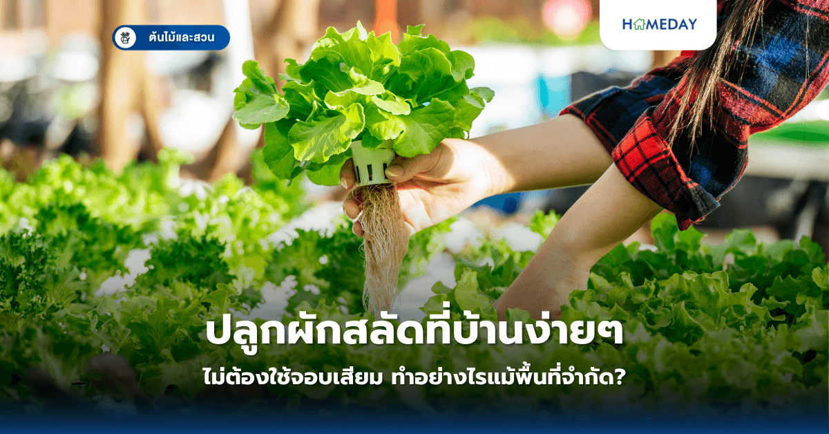 ปลูกผักสลัดที่บ้านง่ายๆ ไม่ต้องใช้จอบเสียม ทำอย่างไรแม้พื้นที่จำกัด?