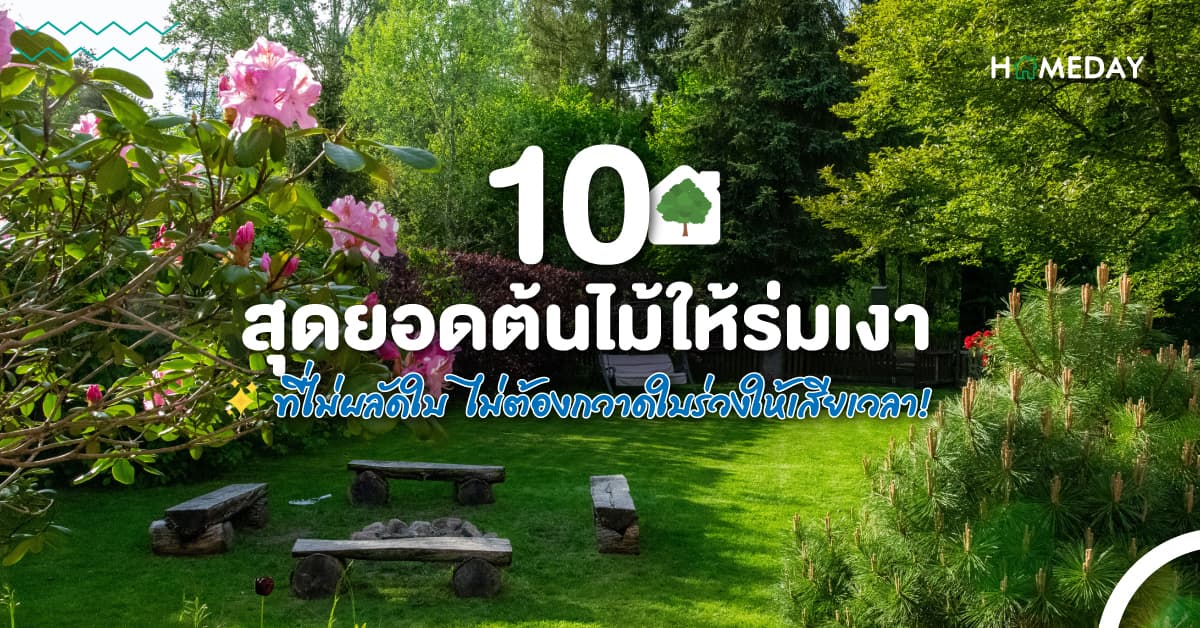 10 สุดยอดต้นไม้ให้ร่มเงา ที่ไม่ผลัดใบ ไม่ต้องกวาดใบร่วงให้เสียเวลา!