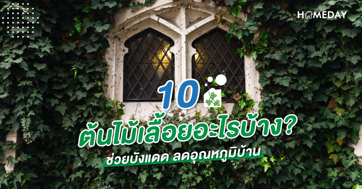 10 ต้นไม้เลื้อยอะไรบ้าง? ช่วยบังแดด ลดอุณหภูมิบ้าน