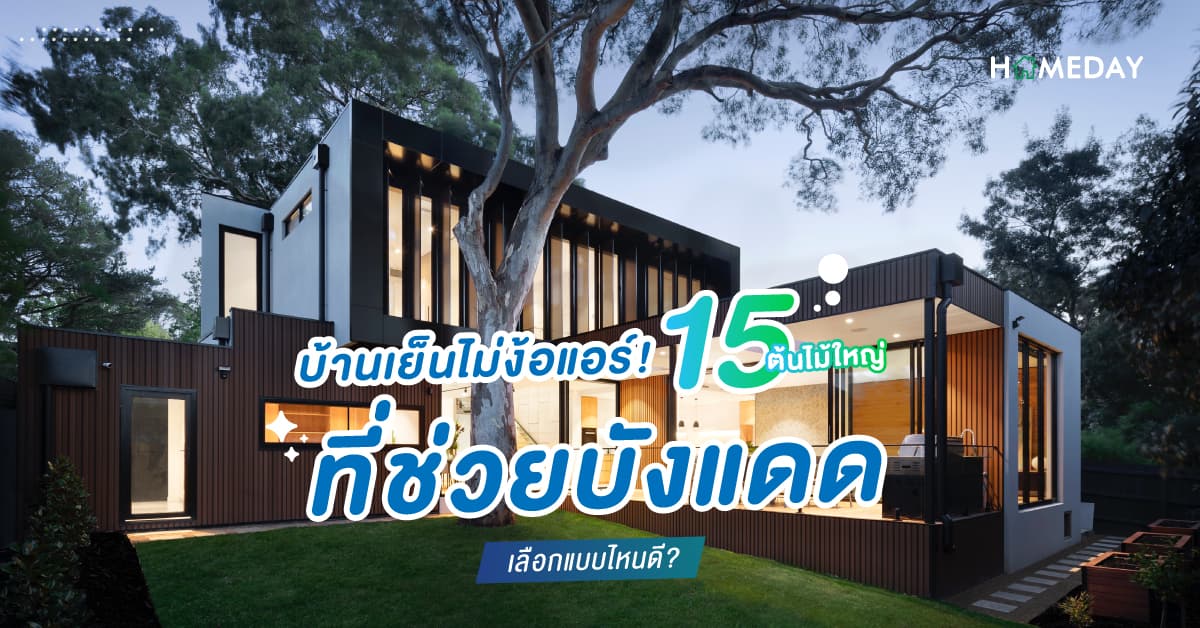 บ้านเย็นไม่ง้อแอร์! 15 ต้นไม้ใหญ่ปลูกในบ้าน ที่ช่วยบังแดด เลือกแบบไหนดี?