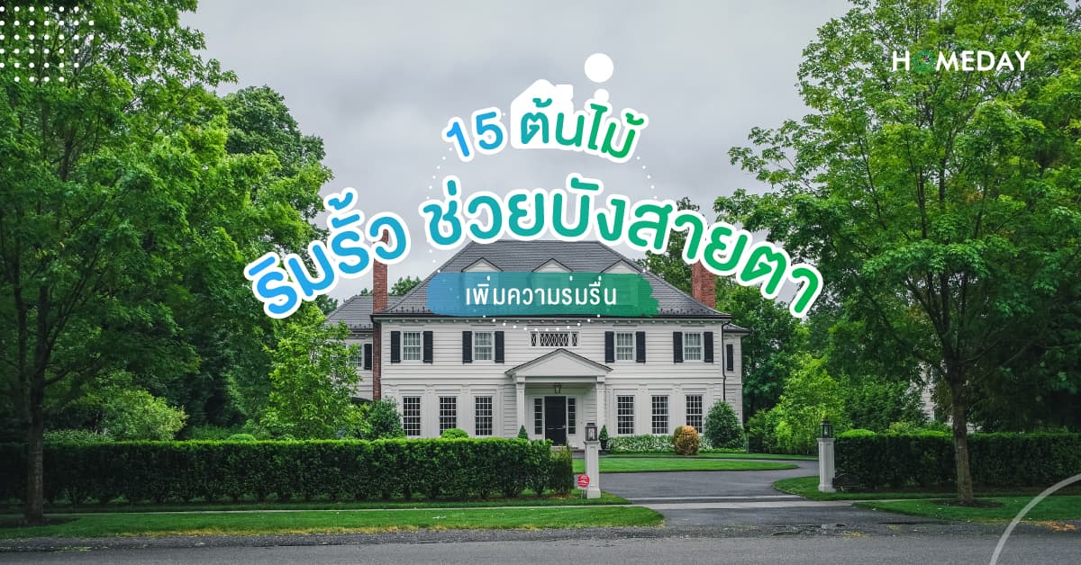 15 ต้นไม้ริมรั้ว ช่วยบังสายตา เพิ่มความร่มรื่น