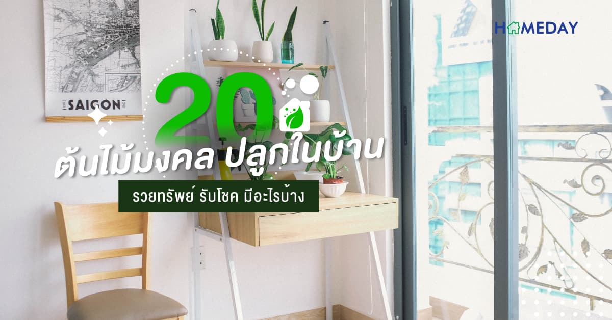 20 ต้นไม้มงคล ปลูกในบ้าน รวยทรัพย์ รับโชค มีอะไรบ้าง