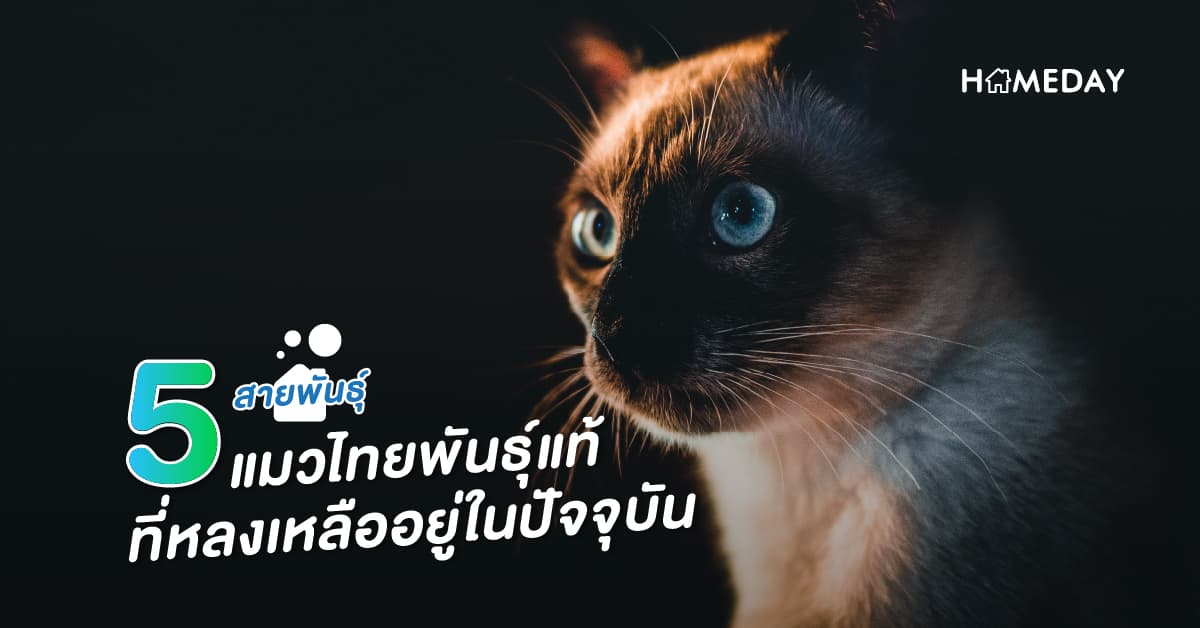 5 สายพันธุ์ แมวไทยพันธุ์แท้ที่หลงเหลืออยู่ในปัจจุบัน