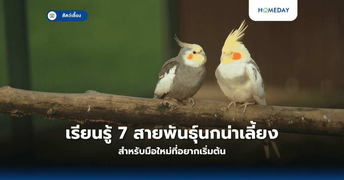 เรียนรู้ 7 สายพันธุ์นกน่าเลี้ยงสำหรับมือใหม่ที่อยากเริ่มต้น
