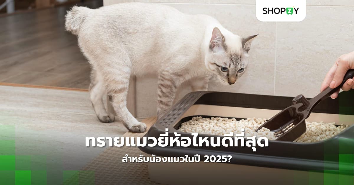 ทรายแมวยี่ห้อไหนดีที่สุดสำหรับน้องแมวในปี 2025?