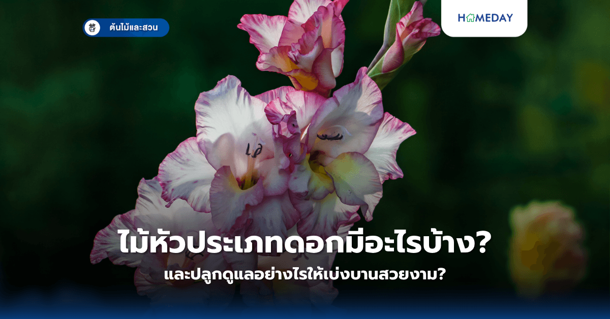 ไม้หัวประเภทดอกมีอะไรบ้าง และปลูกดูแลอย่างไรให้เบ่งบานสวยงาม?