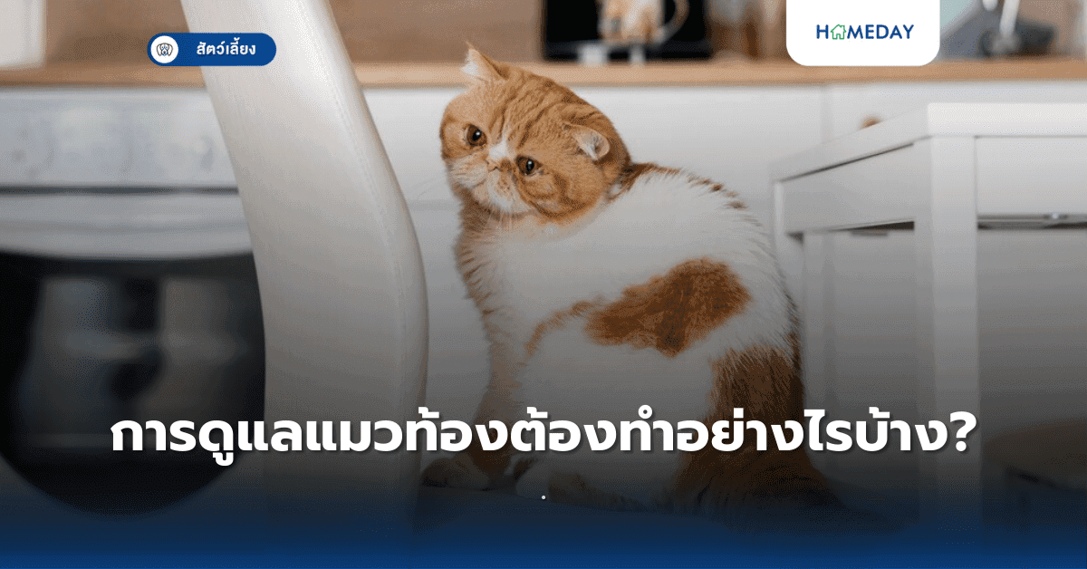 การดูแลแมวท้องต้องทำอย่างไรบ้าง?