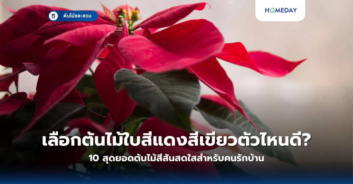 เลือกต้นไม้ใบสีแดงสีเขียวตัวไหนดี? 10 สุดยอดต้นไม้สีสันสดใสสำหรับคนรักบ้าน