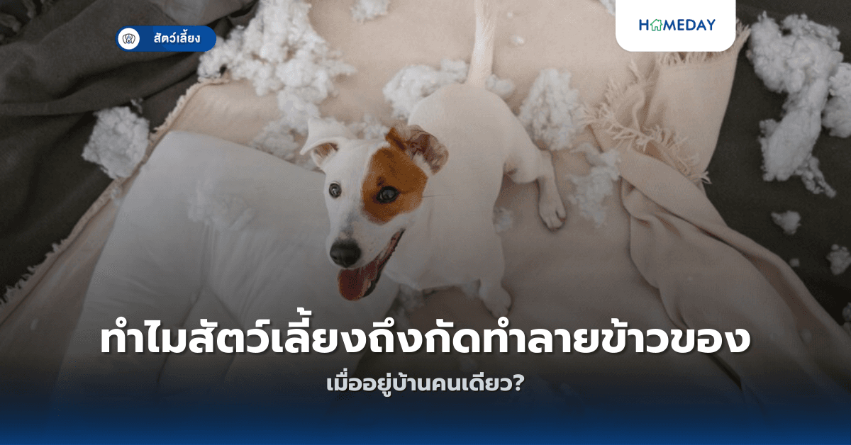 อาหารเม็ดกับอาหารสดแบบไหนดีกว่ากัน? เลือกอย่างไรให้เหมาะกับสัตว์เลี้ยงของเรา