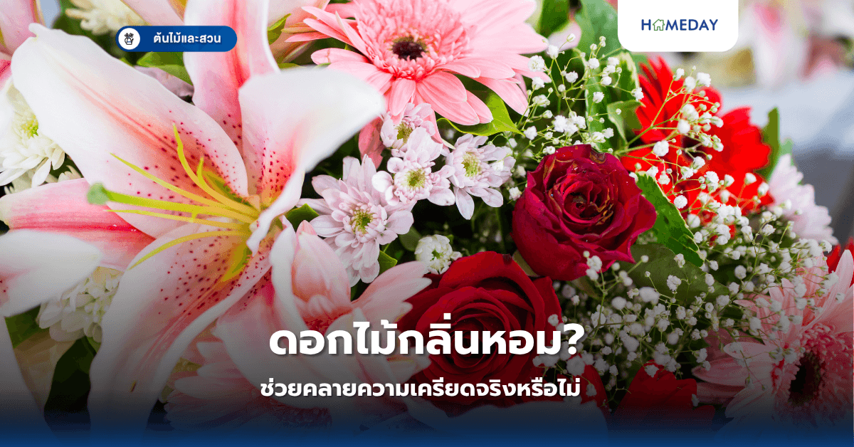 ต้นไม้ประดับหน้าบ้านชนิดใดที่ช่วยเพิ่มความสวยงามและสดชื่นให้กับบ้าน?