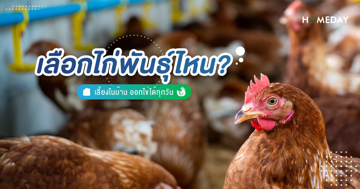 เลือกไก่พันธุ์ไหน? เลี้ยงในบ้าน ออกไข่ได้ทุกวัน
