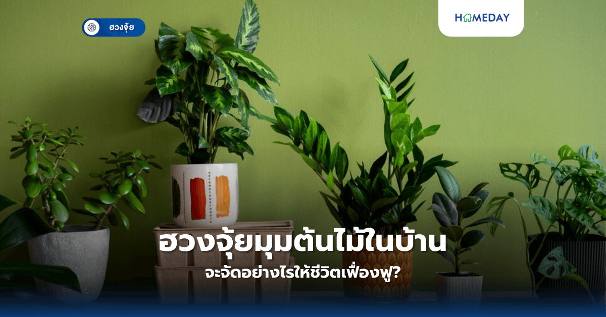 ฮวงจุ้ยมุมต้นไม้ในบ้าน จะจัดอย่างไรให้ชีวิตเฟื่องฟู?
