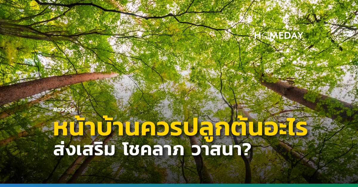 หน้าบ้านควรปลูกต้นอะไร ส่งเสริม โชคลาภ วาสนา? | HOMEDAY